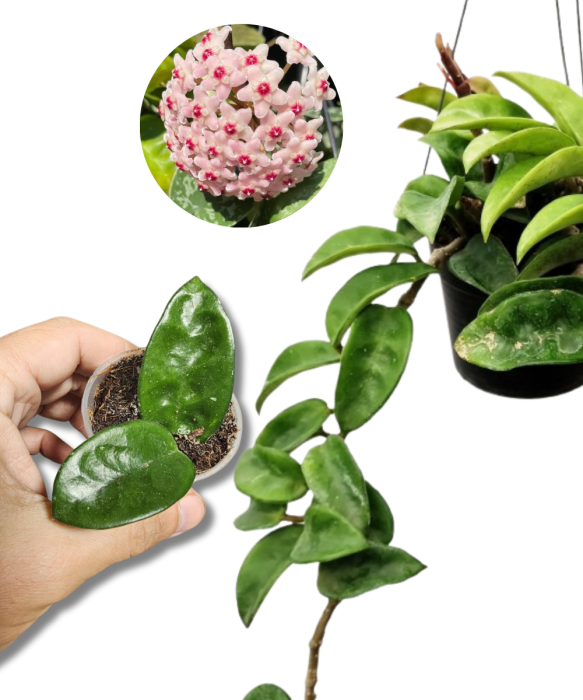 Hoya Krinkle 8