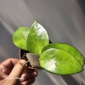 Hoya sp Malang zbliżenie.jpg