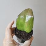 Hoya sp. Malang S