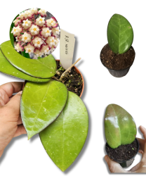 Hoya sp. Malang S
