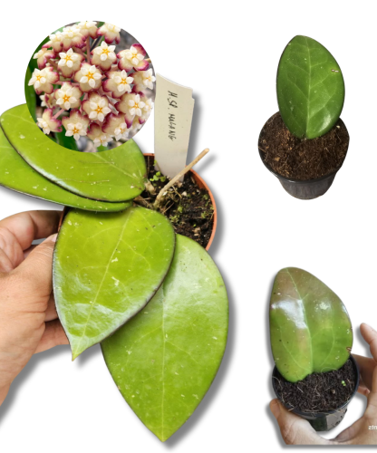 Hoya sp. Malang