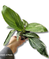 Kaempferia pulchra Marble variegata