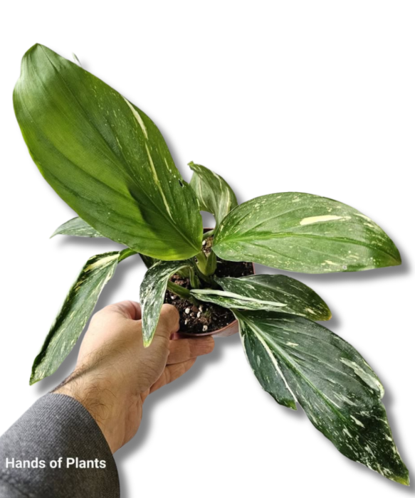 Kaempferia pulchra Marble variegata
