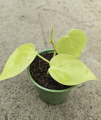 Philodendron micans lime S