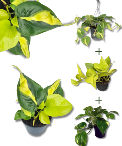 Mix pnączy w jednej doniczce | Philodendron brasil, epipremnum aureum golden pothos