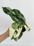 Alocasia Dragon Scale variegata - starsza roślina