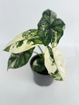 Alocasia Dragon Scale variegata - starsza roślina