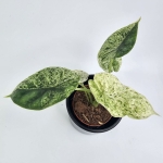 Alocasia Dragon Scale variegata