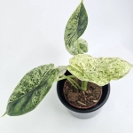 Alocasia Dragon Scale variegata