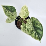 Alocasia Dragon Scale variegata