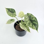 Alocasia Dragon Scale variegata