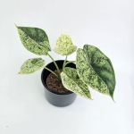 Alocasia Dragon Scale variegata