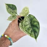 Alocasia Dragon Scale variegata