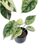 Alocasia Dragon Scale variegata