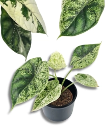 Alocasia Dragon Scale variegata  S/M