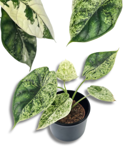 Alocasia Dragon Scale variegata  S/M