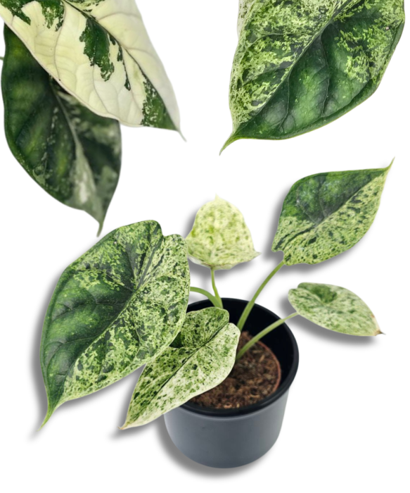 Alocasia Dragon Scale variegata