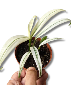 Epipremnum amplissimum Variegata