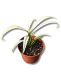 Epipremnum amplissimum Variegata