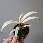 Epipremnum amplissimum Variegata