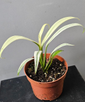 Epipremnum amplissimum Variegata