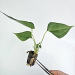 Anthurium Delta Force S