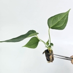 Anthurium Delta Force S
