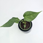 Anthurium Delta Force S