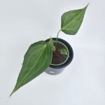 Anthurium Delta Force S