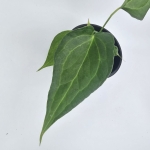 Anthurium Delta Force S
