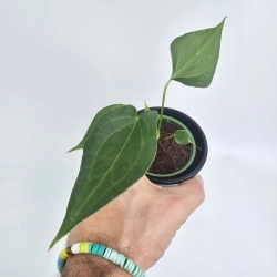 Anthurium Delta Force S