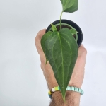 Anthurium Delta Force S