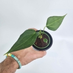 Anthurium Delta Force S