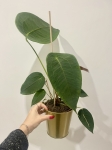 Anthurium peltigerum starsza roślina