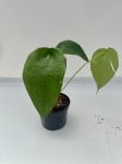 Anthurium peltigerum - L