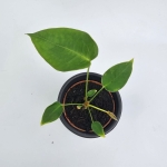 Anthurium peltigerum