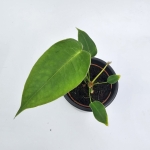 Anthurium peltigerum