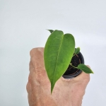 Anthurium peltigerum