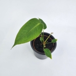 Anthurium peltigerum