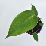 Anthurium peltigerum
