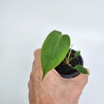Anthurium peltigerum
