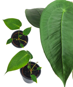 Anthurium peltigerum S