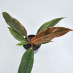 Philodendron Caramel Marble