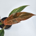 Philodendron Caramel Marble