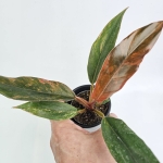 Philodendron Caramel Marble