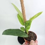 Rhaphidophora Elliptica Aurea