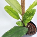 Rhaphidophora Elliptica Aurea