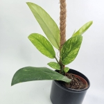 Rhaphidophora Elliptica Aurea