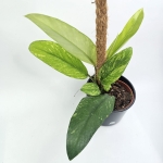 Rhaphidophora Elliptica Aurea