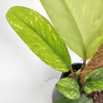 Rhaphidophora Elliptica Aurea